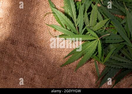 Junge grüne Cannabisblätter auf Sacktuch-Oberfläche. Verbrechen und Bestrafung Thema für den Besitz von Betäubungsmitteln. Stockfoto