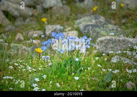 Alpine Vergissmeinnicht (Myosotis alpestris) und Cerastium dominieren in Wiesengemeinschaften. Obere Grenze der Almwiese. Elbrus-Region, Kaukasus, 3500 m. Stockfoto