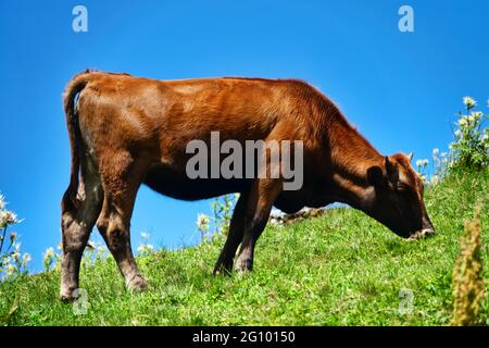 Kaukasische Rinder auf dem Hintergrund der Almen. Porträts von Kühen und Färsen Stockfoto