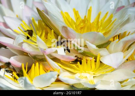 Seerosen und indische Bienen (Riesenbiene, APIs dorsata) werden zum Verkauf gesammelt und Hunderte von Bienen sammeln Pollen. Thailand Stockfoto