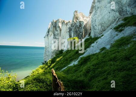 Blick von der Klippe auf die Ostsee. Kalte karibische Küste und weißer Strand. Mons Klint Kreide Sensation. Dänemark wundert sich voller Grün. Alter Baumstamm, Stockfoto