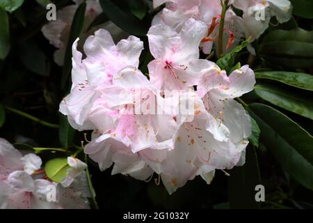 Nahaufnahme eines weiß blühenden Rhododendrons „White Pearl“ Stockfoto