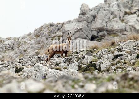 Picinisco, Italien - 2. Juni 2021: Die Gämsen des Lazio-Nationalpark der Abruzzen und des Molise-Nationalparks in der Nähe des Passo dei Monaci Stockfoto