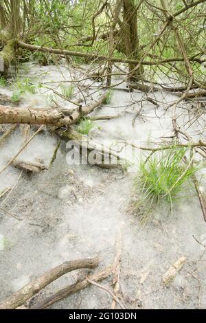 Teppich aus Samen von Weidenkätzchen, Salix sp, unter Weidenbäumen, Juni, Großbritannien, Stockfoto