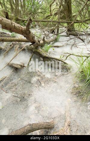 Teppich aus Samen von Weidenkätzchen, Salix sp, unter Weidenbäumen, Juni, Großbritannien, Stockfoto