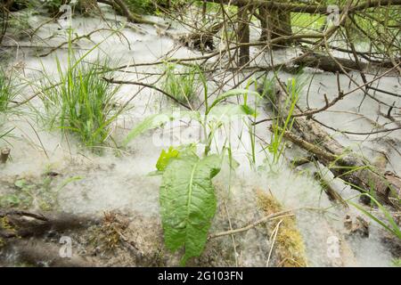 Teppich aus Samen von Weidenkätzchen, Salix sp, unter Weidenbäumen, Juni, Großbritannien, Stockfoto