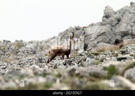 Picinisco, Italien - 2. Juni 2021: Die Gämsen des Lazio-Nationalpark der Abruzzen und des Molise-Nationalparks in der Nähe des Passo dei Monaci Stockfoto