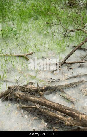 Abgestorbene Zweige im Teppich aus Samen von Weidenkätzchen, Salix sp, unter Weidenbäumen, Juni, Großbritannien, Stockfoto