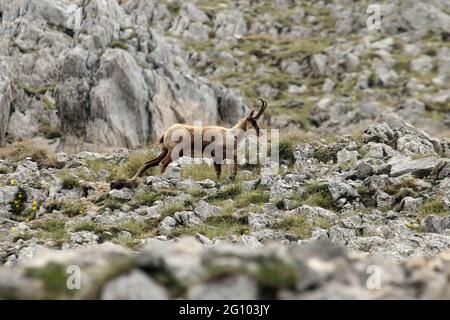 Picinisco, Italien - 2. Juni 2021: Die Gämsen des Lazio-Nationalpark der Abruzzen und des Molise-Nationalparks in der Nähe des Passo dei Monaci Stockfoto