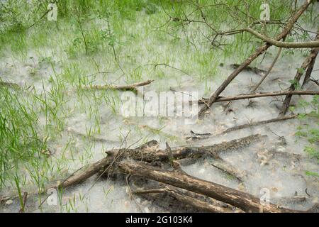 Abgestorbene Zweige im Teppich aus Samen von Weidenkätzchen, Salix sp, unter Weidenbäumen, Juni, Großbritannien, Stockfoto