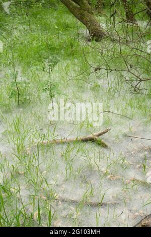 Teppich aus Samen von Weidenkätzchen, Salix sp, unter Weidenbäumen, Juni, Großbritannien, Stockfoto