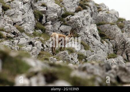 Picinisco, Italien - 2. Juni 2021: Die Gämsen des Lazio-Nationalpark der Abruzzen und des Molise-Nationalparks in der Nähe des Passo dei Monaci Stockfoto