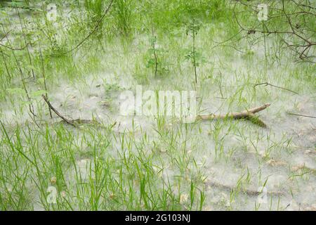 Teppich aus Samen von Weidenkätzchen, Salix sp, unter Weidenbäumen, Juni, Großbritannien, Stockfoto