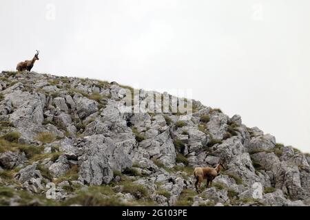 Picinisco, Italien - 2. Juni 2021: Die Gämsen des Lazio-Nationalpark der Abruzzen und des Molise-Nationalparks in der Nähe des Passo dei Monaci Stockfoto