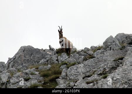 Picinisco, Italien - 2. Juni 2021: Die Gämsen des Lazio-Nationalpark der Abruzzen und des Molise-Nationalparks in der Nähe des Passo dei Monaci Stockfoto