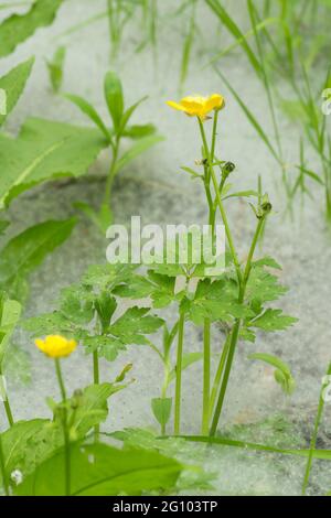 Teppich aus Samen von Weidenkätzchen, Salix sp, unter Weidenbäumen, mit Butterblumen, Ranunculus, Juni, Großbritannien, Stockfoto