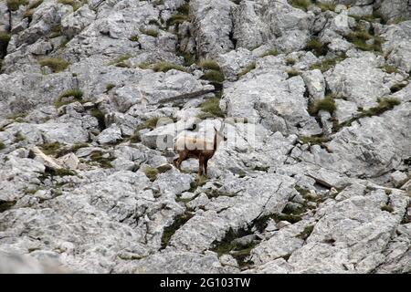 Picinisco, Italien - 2. Juni 2021: Die Gämsen des Lazio-Nationalpark der Abruzzen und des Molise-Nationalparks in der Nähe des Passo dei Monaci Stockfoto