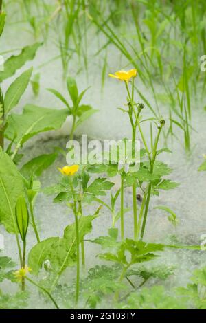 Teppich aus Samen von Weidenkätzchen, Salix sp, unter Weidenbäumen, mit Butterblumen, Ranunculus, Juni, Großbritannien, Stockfoto