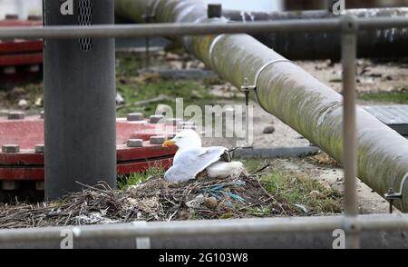 Ein Möwenkick ist unter dem Elternflügel auf ihrem Nest auf dem Dach einer Pumpstation in Dover, Kent, geschützt. Zu den traditionellen Nestplätzen gehören Meeresklippen, Sanddünen und Inseln an der Küste, ein Gelege von zwei bis vier Eiern wird von beiden Geschlechtern im Mai und Juni bis zu 30 Tage lang bebrütet. Die Küken schlüpfen voll mit unten bedeckt und werden von beiden Eltern gefüttert und gepflegt, bis sie nach fünf oder sechs Wochen flügge werden. Stockfoto