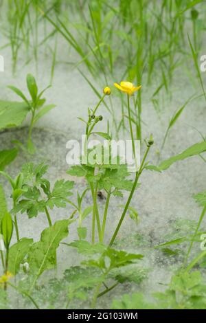 Teppich aus Samen von Weidenkätzchen, Salix sp, unter Weidenbäumen, mit Butterblumen, Ranunculus, Juni, Großbritannien, Stockfoto