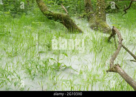 Teppich aus Samen von Weidenkätzchen, Salix sp, unter Weidenbäumen, Juni, Großbritannien, Stockfoto