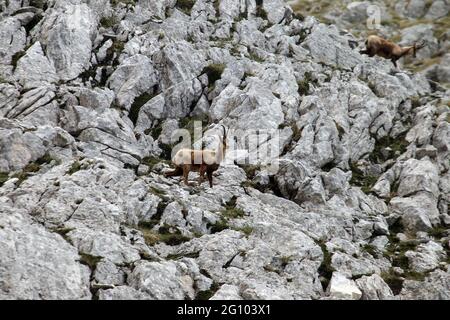 Picinisco, Italien - 2. Juni 2021: Die Gämsen des Lazio-Nationalpark der Abruzzen und des Molise-Nationalparks in der Nähe des Passo dei Monaci Stockfoto