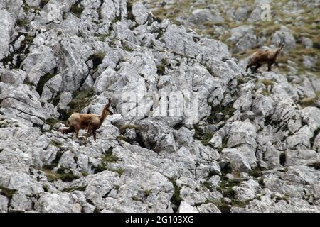 Picinisco, Italien - 2. Juni 2021: Die Gämsen des Lazio-Nationalpark der Abruzzen und des Molise-Nationalparks in der Nähe des Passo dei Monaci Stockfoto