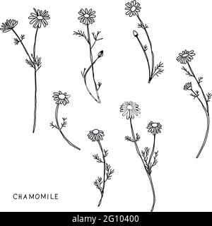 Gänseblümchen-Blumen, Blumenvektor Satz von Tinte Zeichnung Wildpflanzen, monochrome schwarze Linie gezeichnet Elemente. Vektorgrafik Stock Vektor