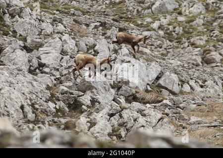 Picinisco, Italien - 2. Juni 2021: Die Gämsen des Lazio-Nationalpark der Abruzzen und des Molise-Nationalparks in der Nähe des Passo dei Monaci Stockfoto