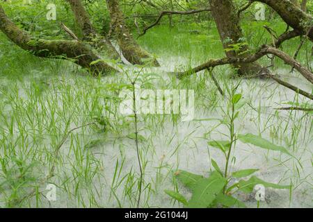 Teppich aus Samen von Weidenkätzchen, Salix sp, unter Weidenbäumen, Juni, Großbritannien, Stockfoto