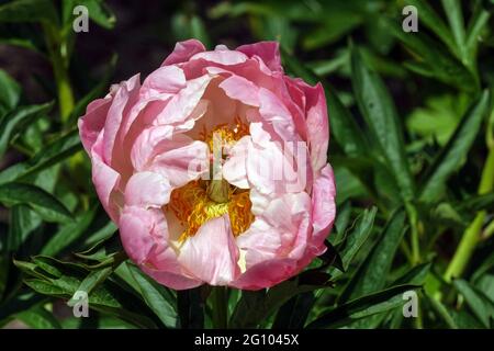 Gartenblumen, Pfingstrosen Lachsfarbe Pfingstrose Abalone Pearl Beauty Paeonia Stockfoto