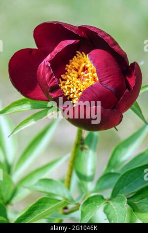 Pfingstrose „Pfeil-Marker“ Dunkelrot Öffnungsbecher-förmige Blume Pfingstrose rote Pfingstrose Paeonia blüht Rote Blütenblätter Gelb Mitte blühende Blüte Stockfoto