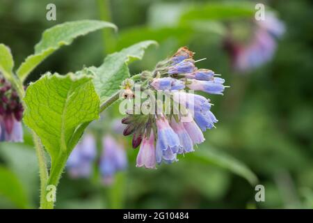 Symphytum officinale, Comfrey, Nahaufnahme von Blumen und Blättern, Mai, Großbritannien Stockfoto