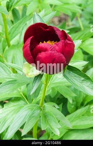 Rote Paeonia lactiflora Knospe öffnende Blume Peony Illini Warrior Stockfoto