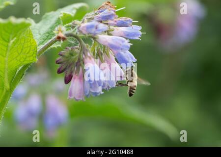 Bienenfütterung an Symphytum officinale, Comfrey, Nahaufnahme von Blumen und Blättern, Mai, Großbritannien Stockfoto