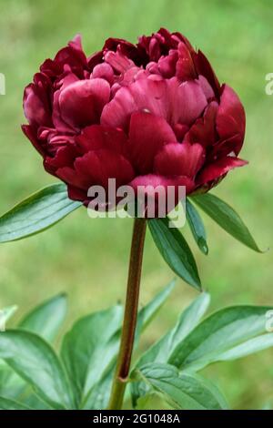 Rote Pfingstrose Blume 'Smoky Joe' Deep Red Petals Beauty Blume Porträt Stiel Blume Grüner Hintergrund blühende lebendige Pflanze Dunkelrote Blüte von Paeonia Stockfoto