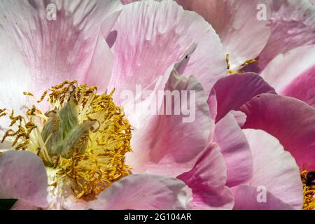 Pfingstrosenblüten Paeonia lactiflora Gedenken Rosa Blume, Lachs Paeonia Nahaufnahme Bloom Pfingstrose „Gedenken“ Nahaufnahme Blume in Bloom Vibrant Stockfoto