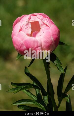 Lachsrosa Pfingstrose Paeonia lactiflora Abalone Perle, Schönheitsblume Porträt, Stängel Stockfoto