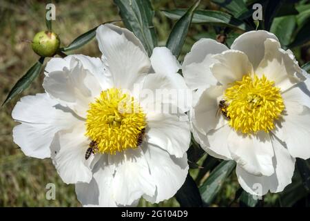 Weiße Pfingstrose La fiancee Blume Paeonia lactiflora Gartenblumen, Pfingstrosen Honigbiene Stockfoto
