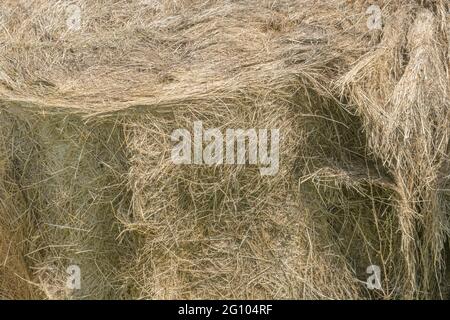 Masse Strohstruktur eines runden Heuballen, der aufgebrochen wurde. Zeigt die Schichten von komprimiertem Stroh. Für Tierfutter, Landwirtschaft und Landwirtschaft in Großbritannien. Stockfoto