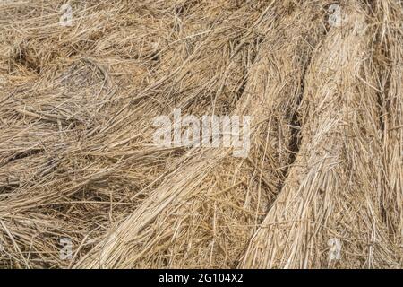 Masse Strohstruktur eines runden Heuballen, der aufgebrochen wurde. Zeigt die Schichten von komprimiertem Stroh. Für Tierfutter, Landwirtschaft und Landwirtschaft in Großbritannien. Stockfoto