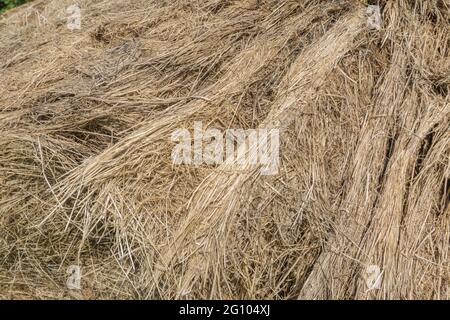 Masse Strohstruktur eines runden Heuballen, der aufgebrochen wurde. Zeigt die Schichten von komprimiertem Stroh. Für Tierfutter, Landwirtschaft und Landwirtschaft in Großbritannien. Stockfoto