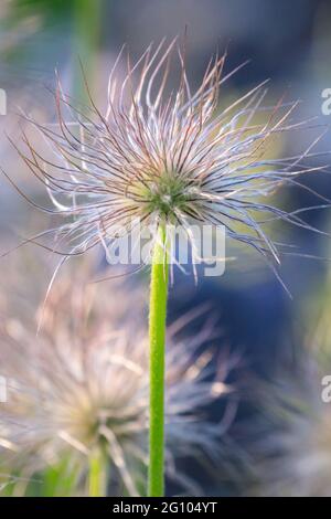 Gewöhnliche Pasquenblüte (Pulsatilla vulgaris), kurz vor der Reifung der Frucht Stockfoto