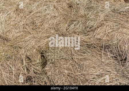 Masse Strohstruktur eines runden Heuballen, der aufgebrochen wurde. Zeigt die Schichten von komprimiertem Stroh. Für Tierfutter, Landwirtschaft und Landwirtschaft in Großbritannien. Stockfoto