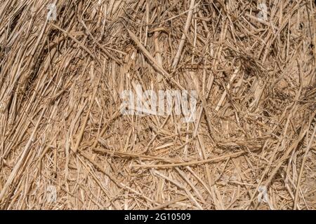 Nahaufnahme der Strohstruktur des runden Heuballen, der aufgebrochen wurde. Zeigt Schichten von komprimiertem Stroh. Für Tierfutter, Landwirtschaft und Landwirtschaft in Großbritannien. Stockfoto