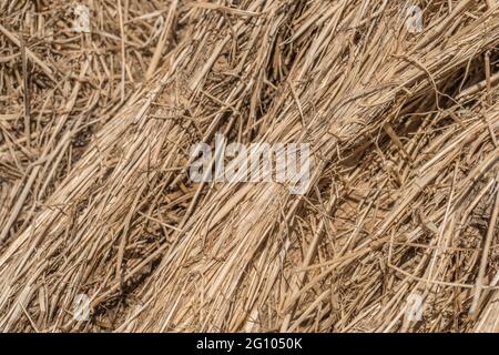 Nahaufnahme der Strohstruktur des runden Heuballen, der aufgebrochen wurde. Zeigt Schichten von komprimiertem Stroh. Für Tierfutter, Landwirtschaft und Landwirtschaft in Großbritannien. Stockfoto