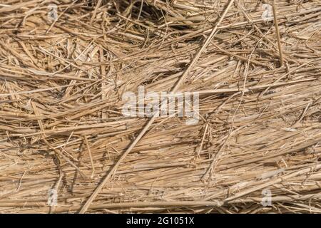 Nahaufnahme der Strohstruktur des runden Heuballen, der aufgebrochen wurde. Zeigt Schichten von komprimiertem Stroh. Für Tierfutter, Landwirtschaft und Landwirtschaft in Großbritannien. Stockfoto