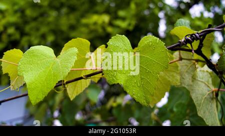 Regentropfen auf den Blättern der Trauben. Nahaufnahme einer wachsenden Weinrebe mit Sonnenstrahl. Stockfoto