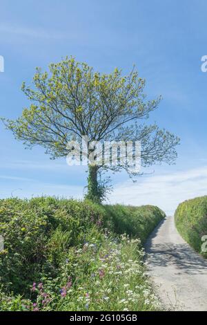 Sonnige kornische Landstraße, die sich in die Ferne schlängelt. Metapher, was um die Ecke liegt, was vor uns liegt, Weg, der nirgendwo hinführt, ins Unbekannte. Stockfoto