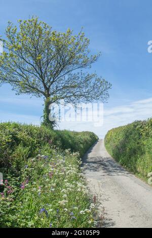 Sonnige kornische Landstraße, die sich in die Ferne schlängelt. Metapher, was um die Ecke liegt, was vor uns liegt, Weg, der nirgendwo hinführt, ins Unbekannte. Stockfoto